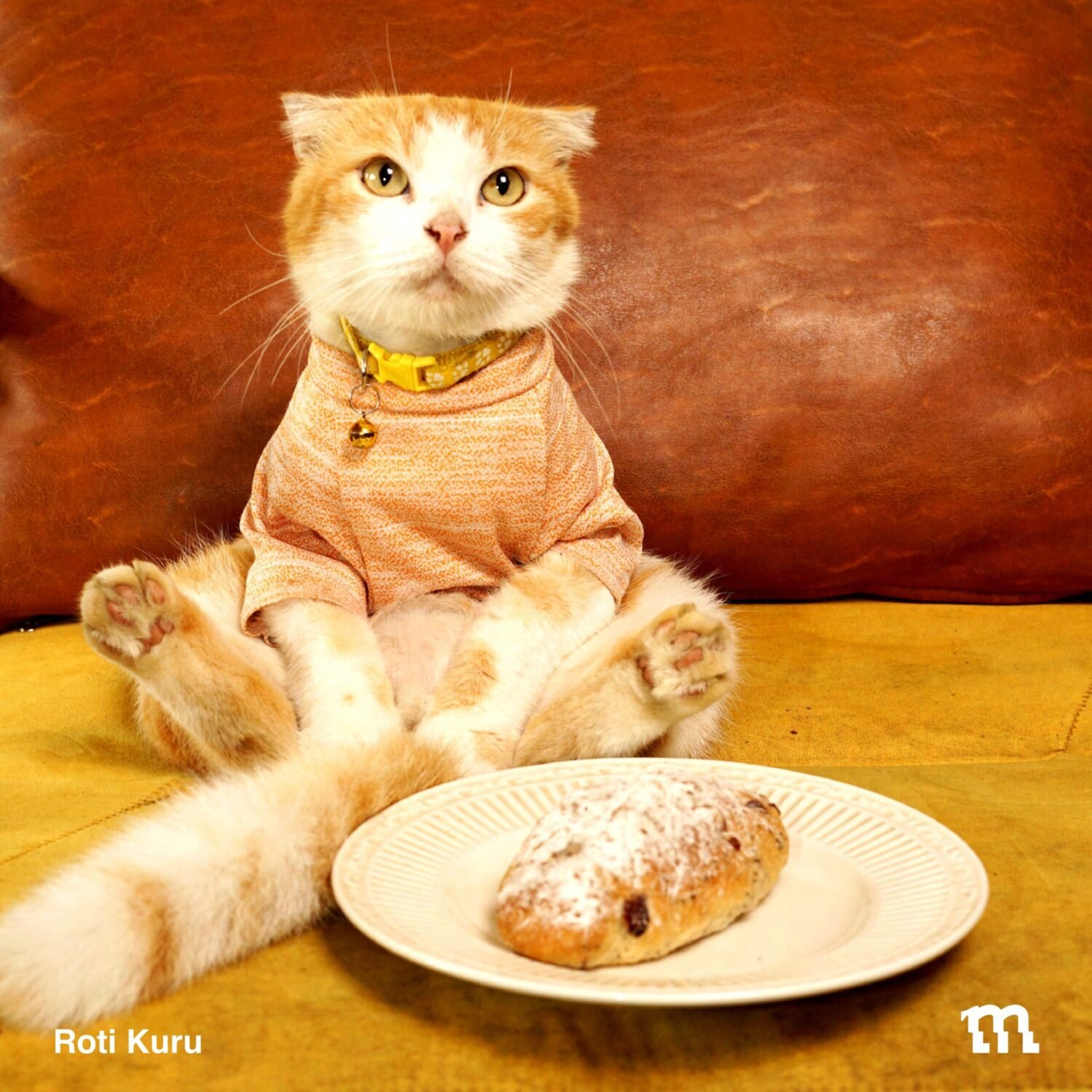 Kucing duduk bersama dengan roti sourdough