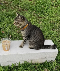 kucing di taman dan segelas kopi susu