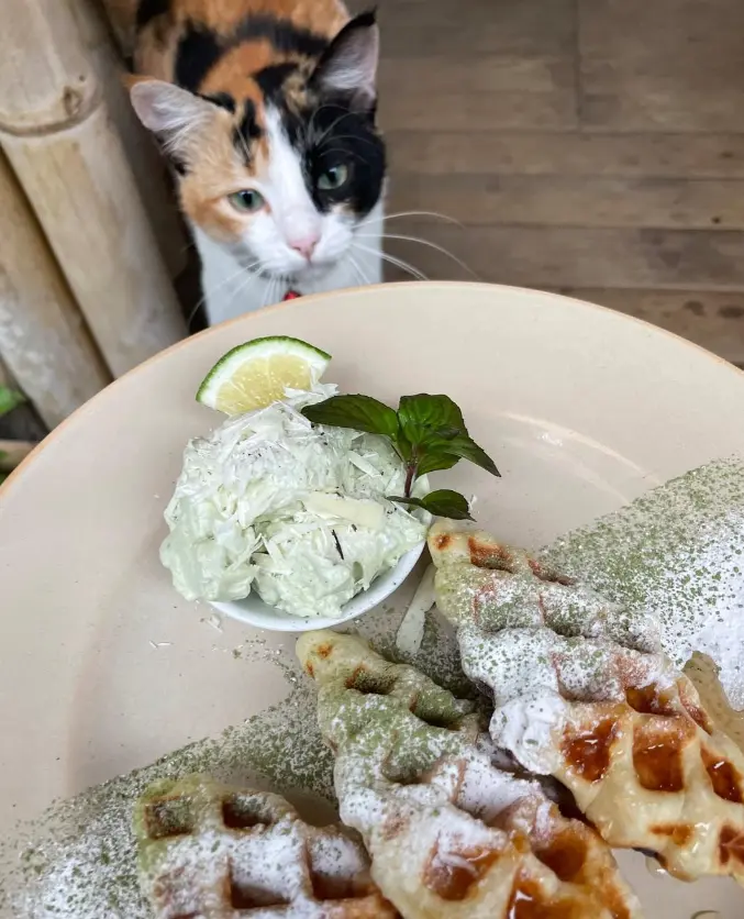 kucing dan sepiring waffle