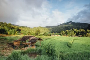 hamparan sawah hijau