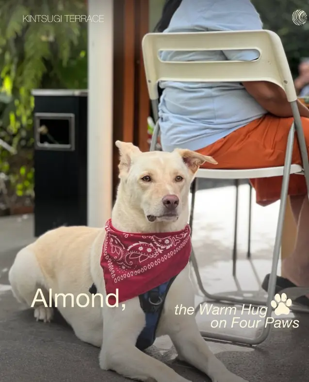 anjing sedang duduk santai di teras