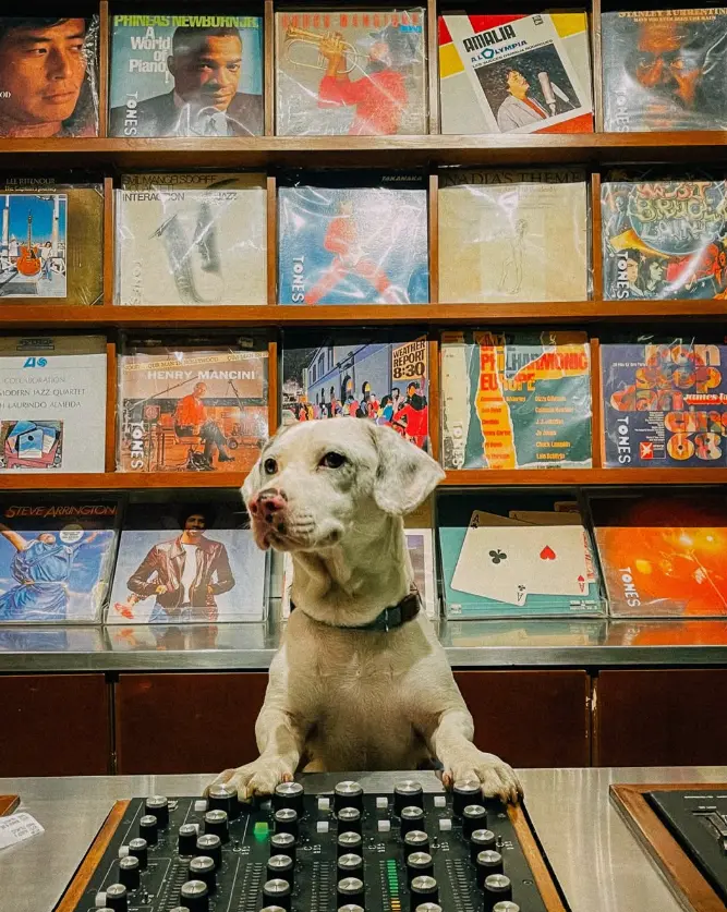 sekumpulan koleksi vinyl dan anjing di atas meja