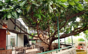 cafe dago atas bandung