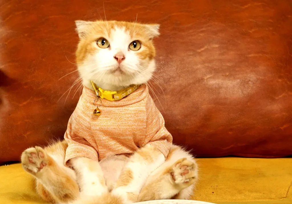 Kucing Kuru