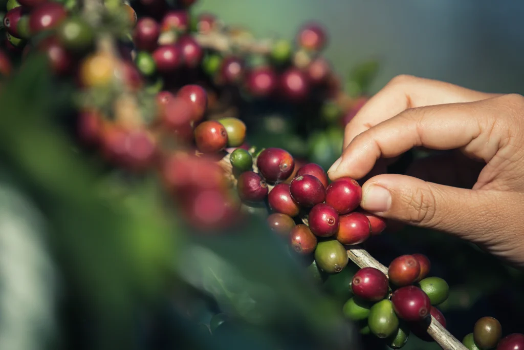 5 specialty coffee indonesia yang wajib kamu coba