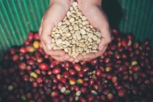 perbedaan robusta dan arabika