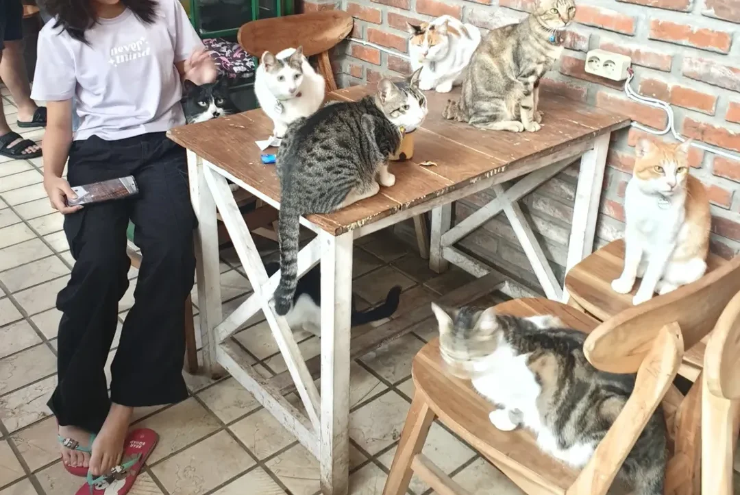 Warkop Modjok cafe pet friendly bandung konsep pedesaan vintage hutan pinus outdoor asri adem nongkrong anabul